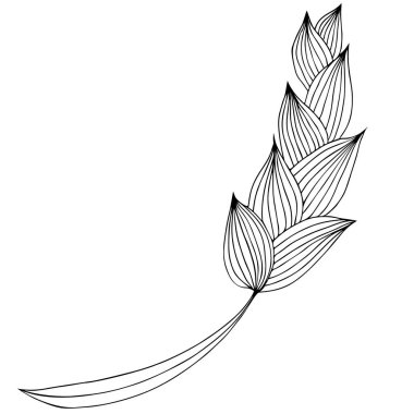 Beyaza izole edilmiş soyut buğday ya da çavdar ağacının el çizimi. Davetiyeler, tebrik kartları, posterler, bloglar için çiçek tasarımı öğeleri. El çizimi vektör çizimi. Çizgi çalışması. Çizim