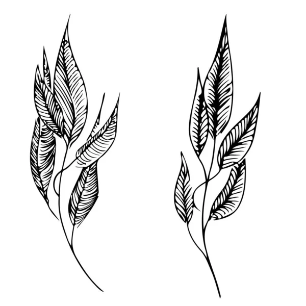 Ilustración vectorial dibujada a mano de dos ramas de laurel aisladas en blanco. Elementos de diseño floral para su invitación a la boda y tarjeta de felicitación. Arte de línea. Esbozo — Vector de stock