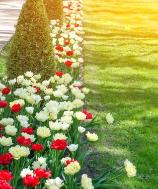 Kırmızı ve beyaz laleler. Peterhof. Saint-Petersburg 'da. Rusya.