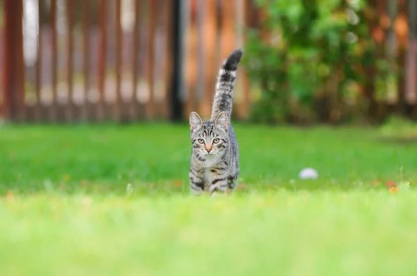 Little British kitten is walking on the green grass — Stock Photo, Image