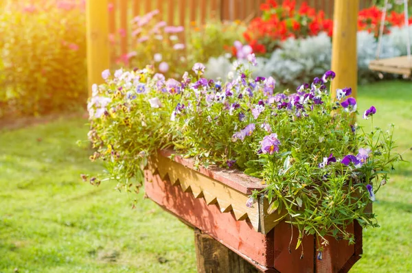 Fleurs violettes et roses dans un pot en bois dans le jardin — Photo