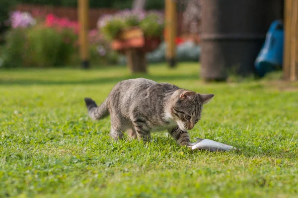 Gato gris comiendo pescado en la hierba — Foto de Stock