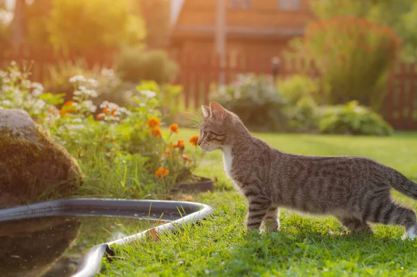 En grå katt kissar ner i en damm i trädgården. Solljus. — Stockfoto