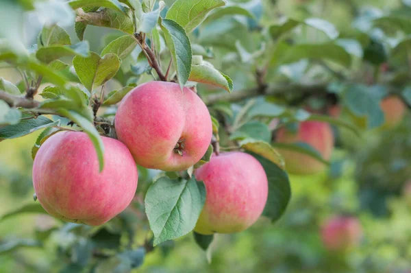 Pembe elmalar bahçede bir dalda asılı.
