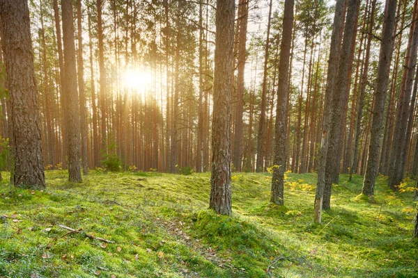 Solnedgång i skogen, retro film filtreras, instagram stil — Stockfoto