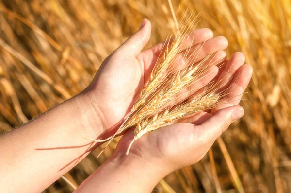 Seigle entre les mains de la fille — Photo