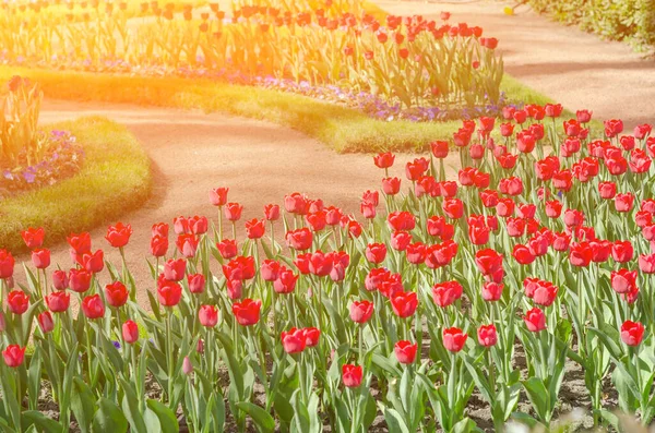 Flower tulips background. Beautiful view of red tulips under sunlight landscape at the middle of spring or summer. Peterhof. Saint-Petersburg.