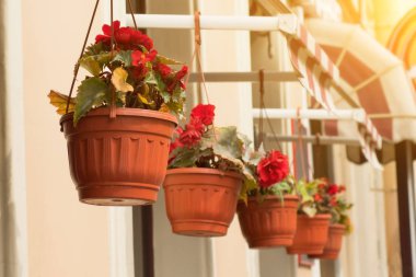 saksıyı mor çiçekli sokakta asmak.