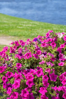 Surfiumun bir sürü parlak pembe çiçeği