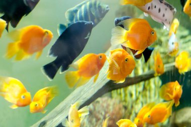 Tropikal balıklar mavi mercan resifi deniz suyu akvaryumunda buluşur..