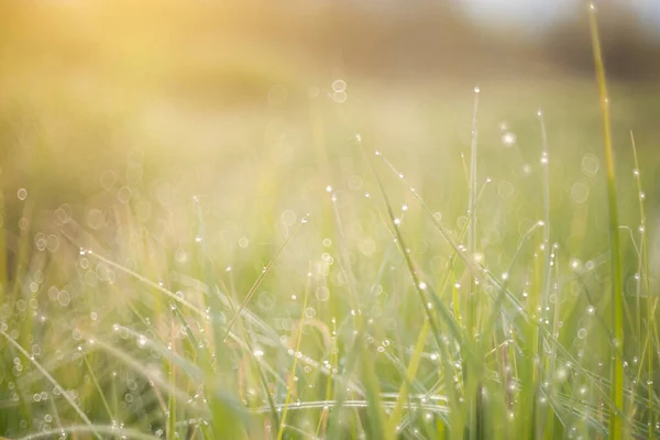 Grama Verde Exuberante Suculenta Prado Com Gotas Orvalho Água Luz — Fotografia de Stock