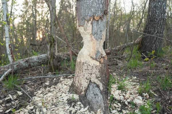 Árvore Com Marcas Dentes Castor Danos Castores Árvores Atividade Negativa — Fotografia de Stock