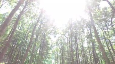 Orman etkin güneş güzel