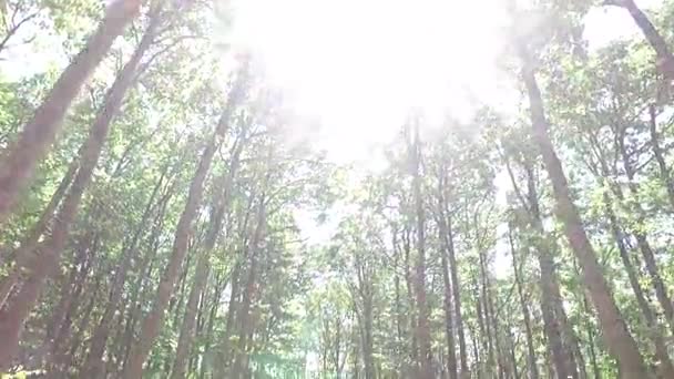 Bosque activo sol hermoso Video de stock libre de derechos