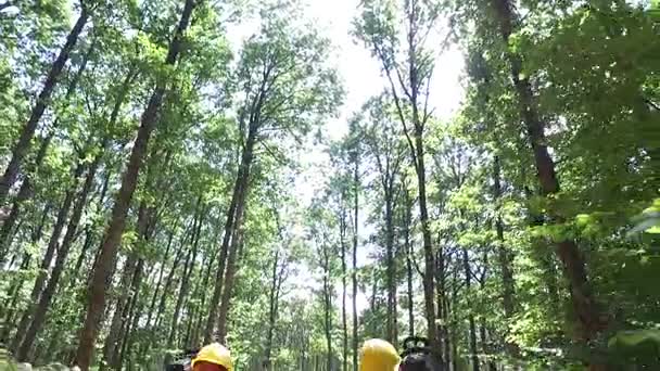 Cortador de bosque de árbol Metraje De Stock Sin Royalties Gratis