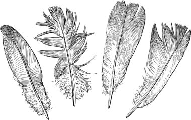 bir güvercin tüyleri