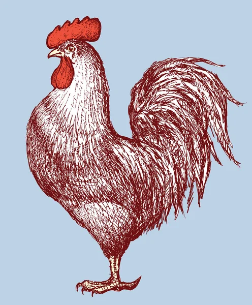 Sketch of a rooster — Stock Vector