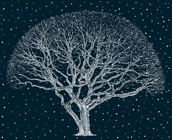 Oak tree in the winter — Stock Vector