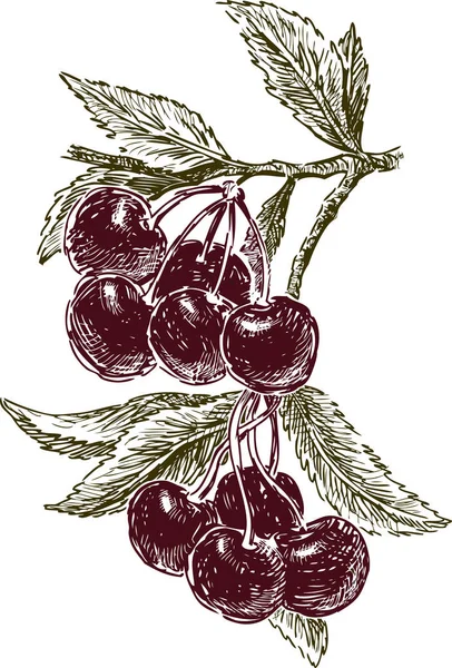 Racimos de cerezas en una rama — Vector de stock