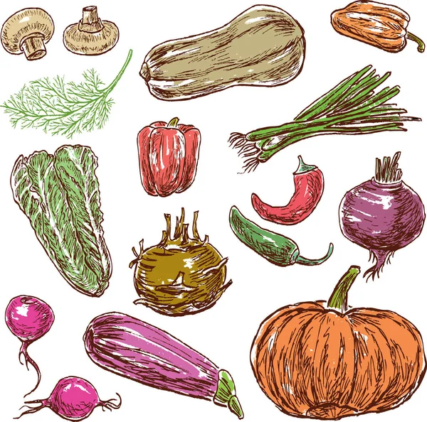 Dibujos de las diferentes verduras maduras — Vector de stock