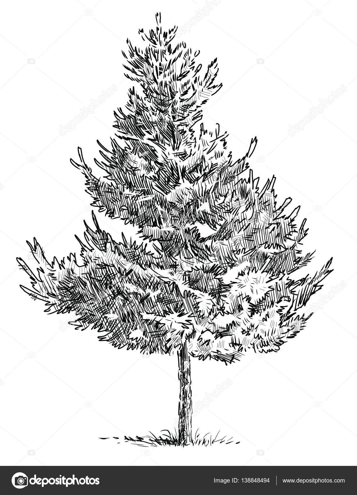 Doodle spruce hand draw tree sketch vector illustration Doodle spruce  hand draw tree sketch vector illustration  CanStock