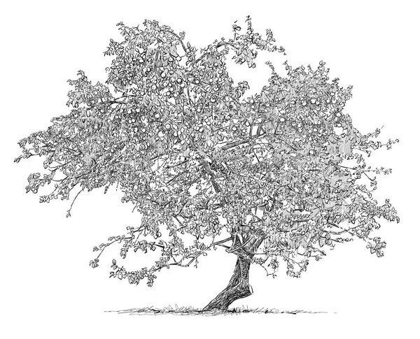 Sketch of an old apple tree — Stock Photo, Image