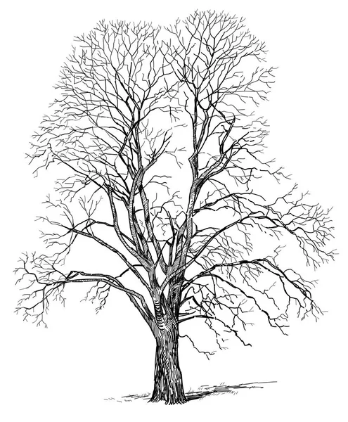 Sketch of a tree in winter — Stock Photo, Image