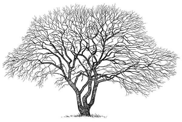 Sketch of an old oak — Stock Photo, Image