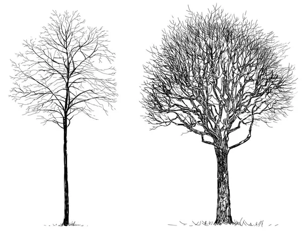 Schizzi degli alberi senza foglie — Foto Stock