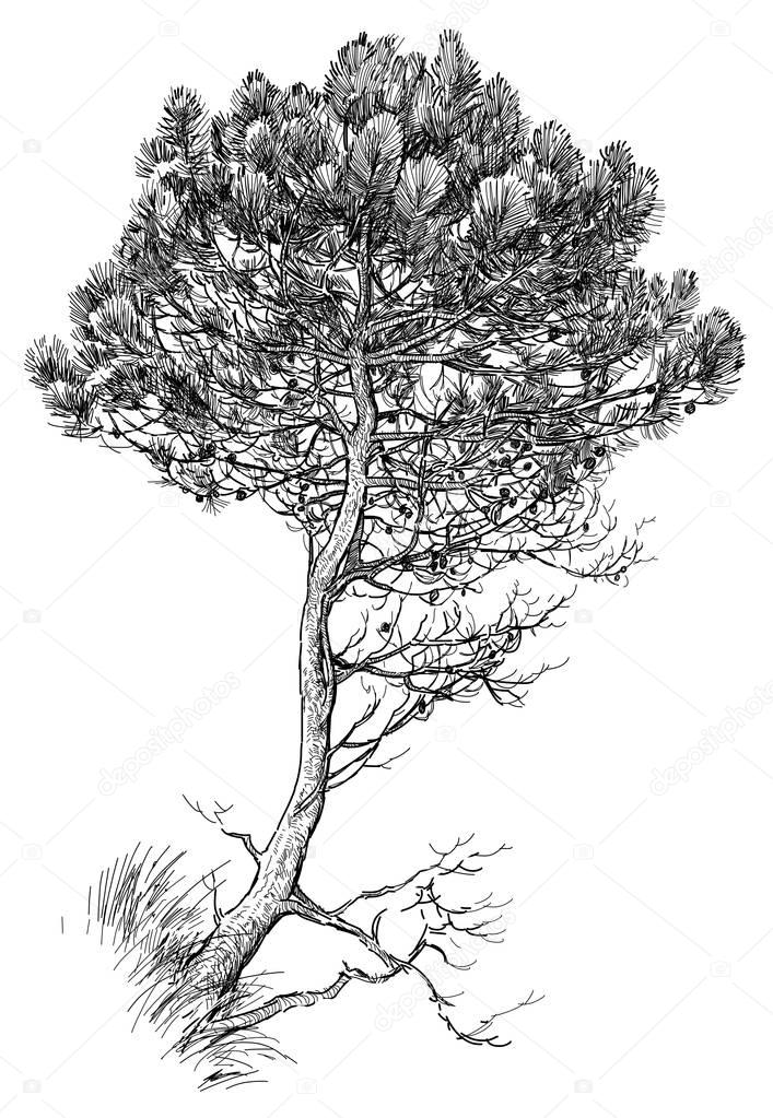 sketch of a small pine tre