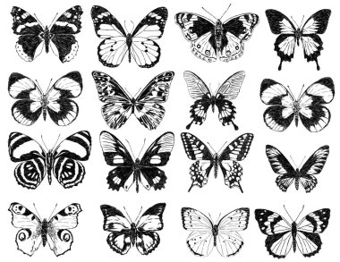 sketches of the butterflies silhouettes 