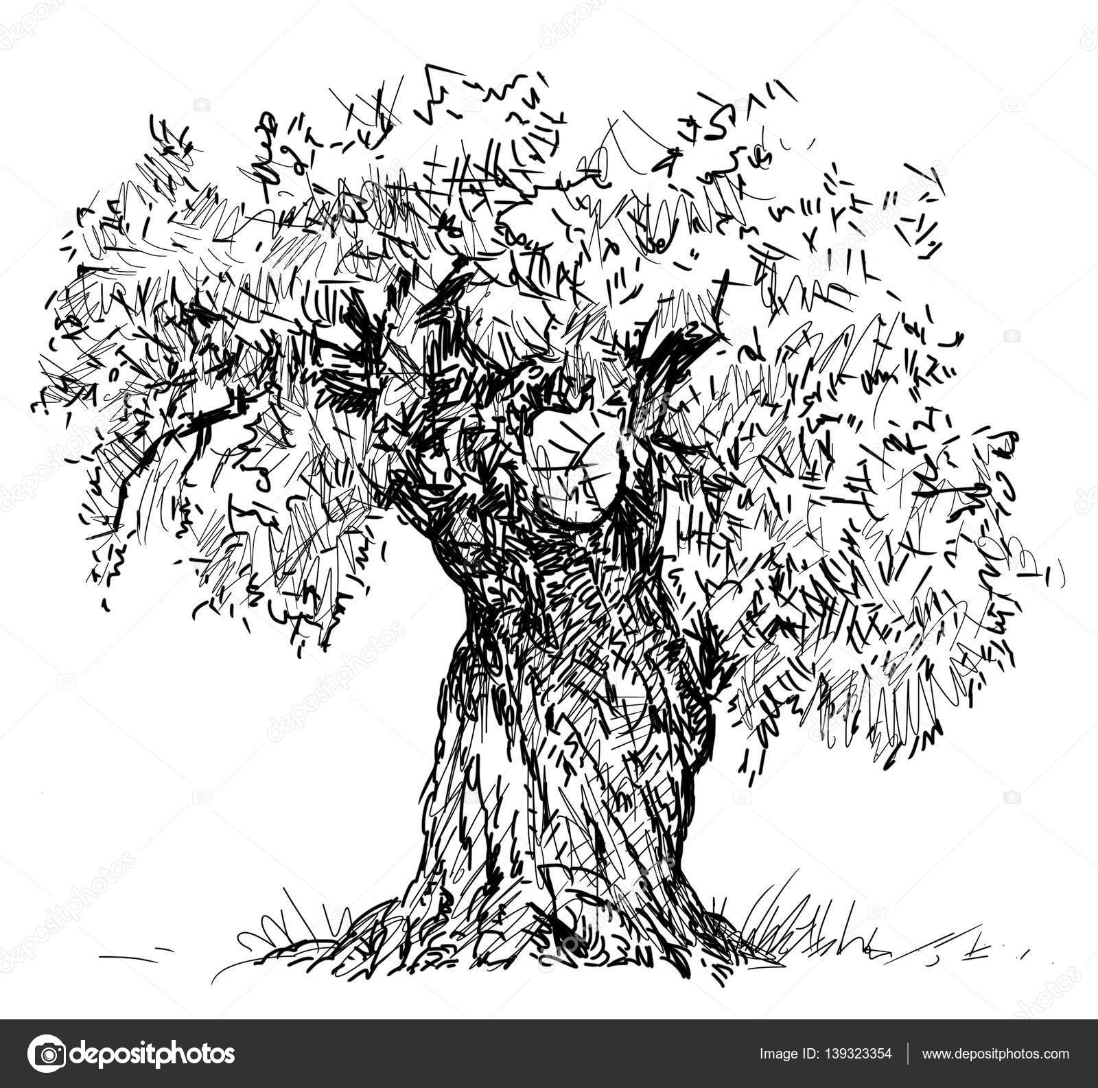 Szkic Stare Drzewo Oliwne Zdjęcie Stockowe Mubaister