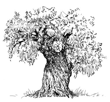 Eski zeytin ağacının bir kroki