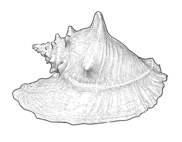 Эскиз большой морской раковины — стоковое фото