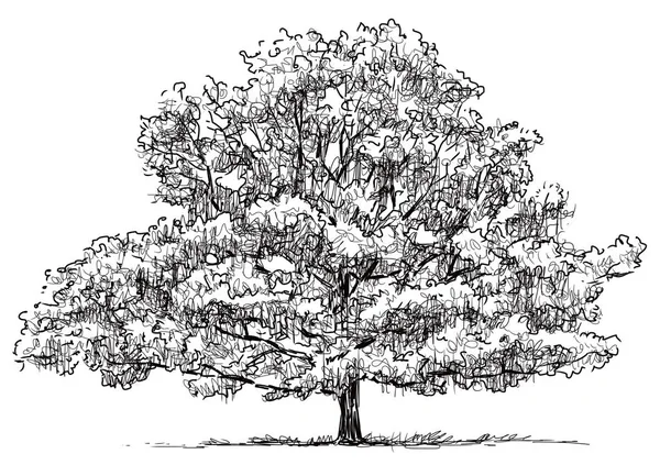 Eski meşe ağacının bir kroki — Stok fotoğraf
