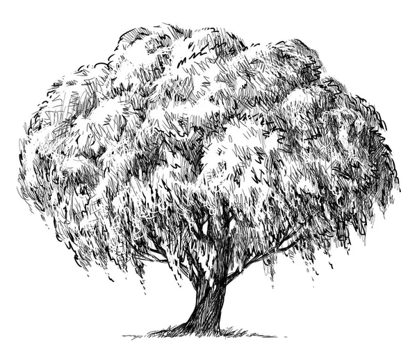 Sketch of a willow tree — Stock Photo, Image