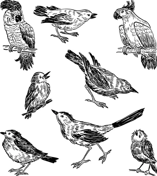 Croquis des différents oiseaux sauvages — Image vectorielle