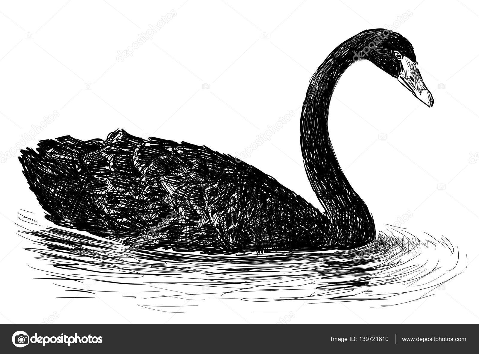 Swan drawing hi-res stock photography and images - Alamy