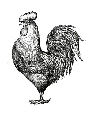 bir horoz taslağını