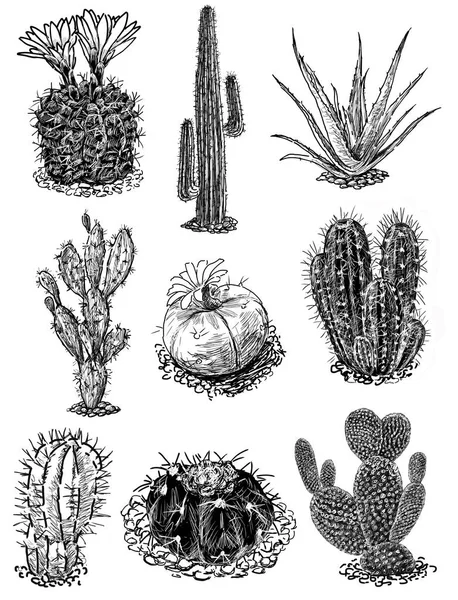 Schizzi dei cactus — Foto Stock
