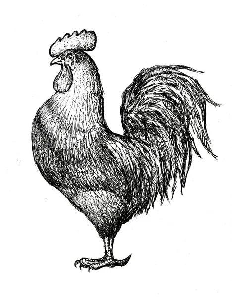 Sketch of a cock — Stock Photo, Image