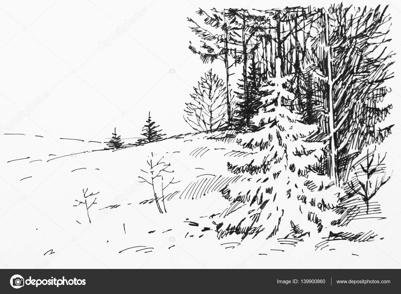 Sketch Of A Small Fir Tree In The Winter Forest Stock Photo Image By C Mubaister Gmail Com Sketch Of A Small Fir Tree In The Winter Forest Stock Photo Image By C Mubaister Gmail Com