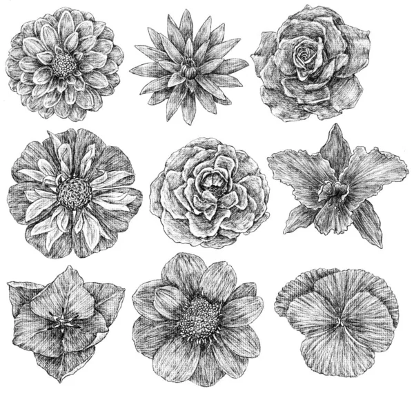 Bocetos de las flores cultivadas —  Fotos de Stock