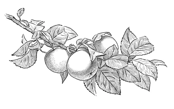 Σκίτσο από ένα κλαδί του δέντρου μήλο — Φωτογραφία Αρχείου