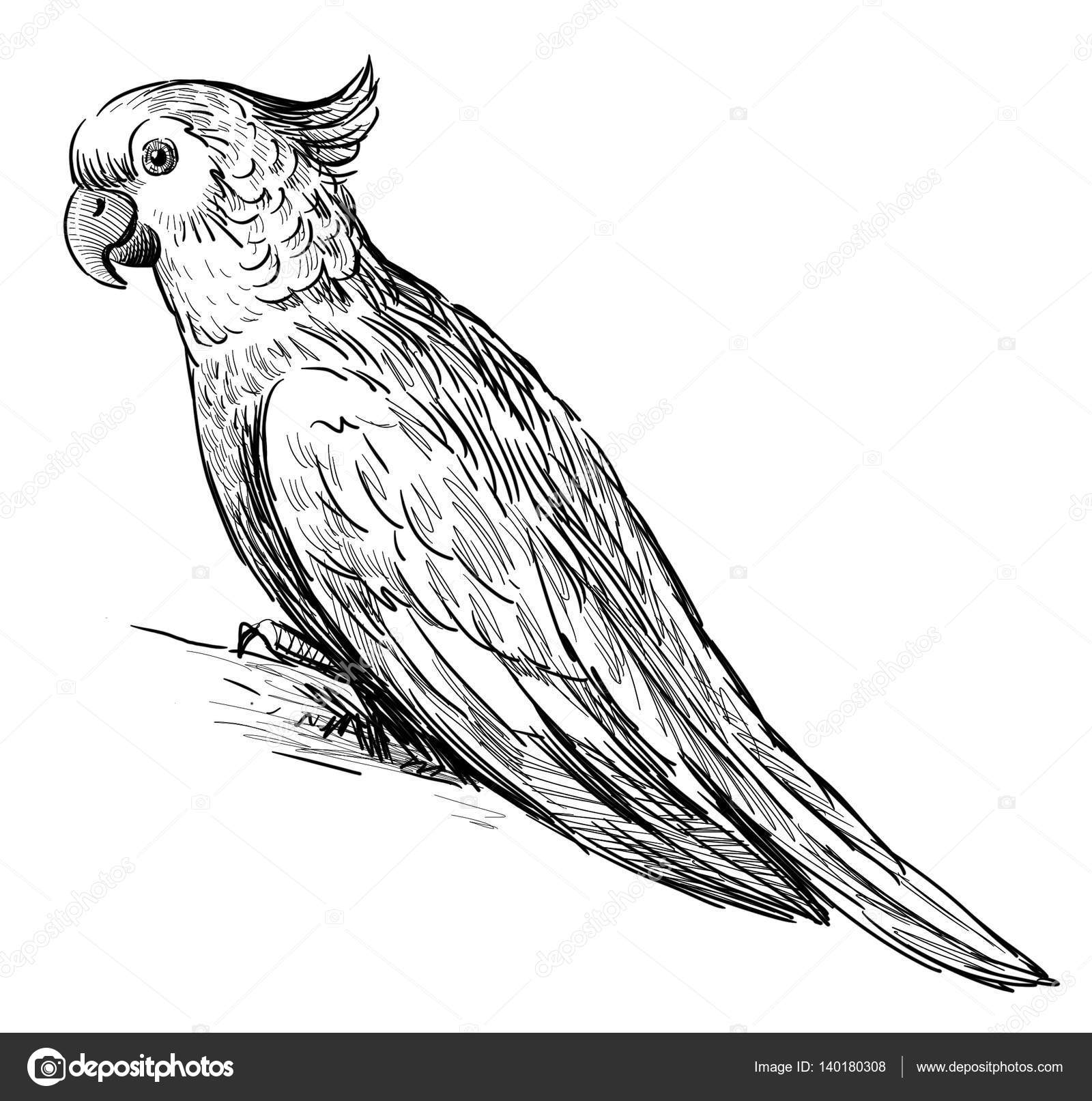 Buy Parrot Sketch Online In India - Etsy India-gemektower.com.vn