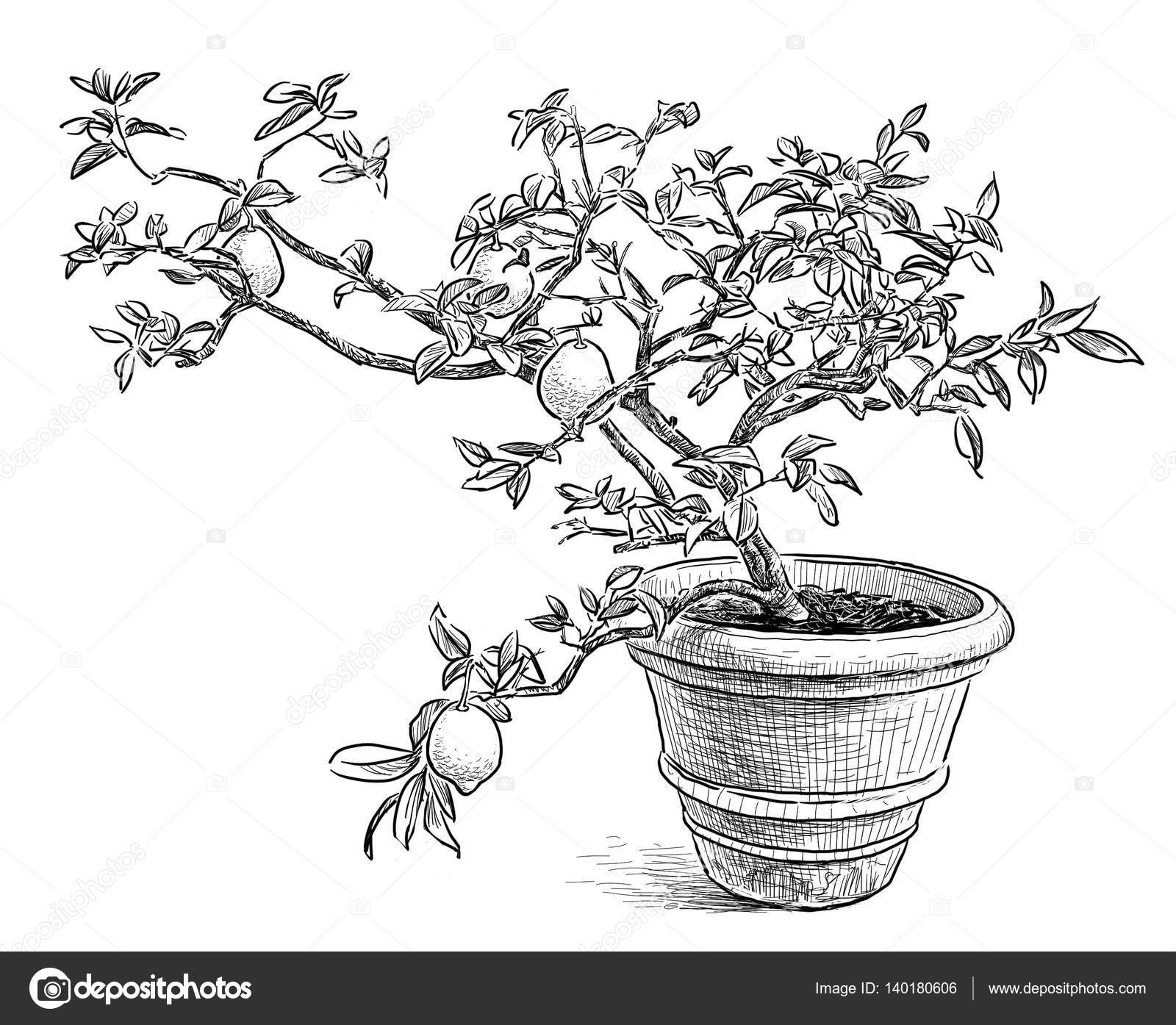 Hand-drawing of a lemon tree in the pot Stock Illustration by ...