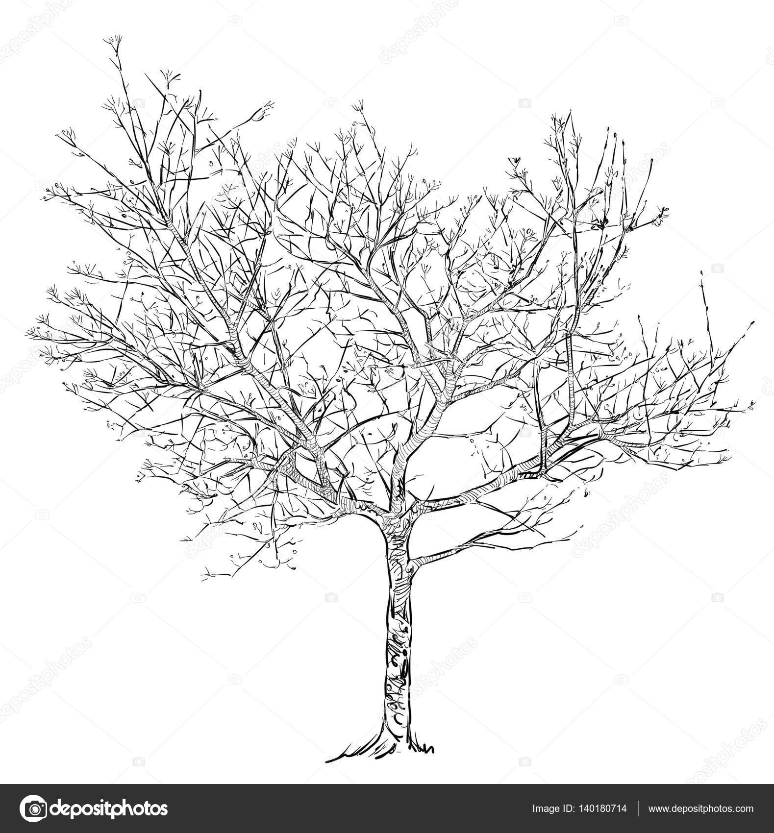 Fruit tree sketch icon Fruit tree vector sketch icon isolated on  background hand drawn fruit tree icon fruit tree sketch  CanStock