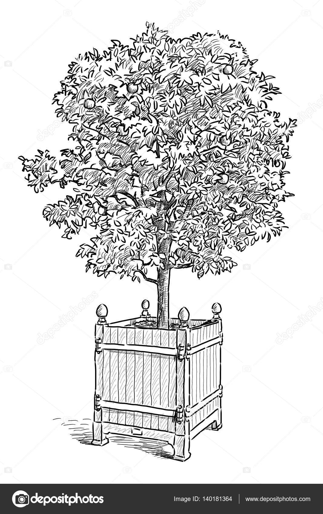 Images Orange Tree Sketch Sketch Of An Orange Tree In The Flowerpot Stock Photo C Mubaister Gmail Com