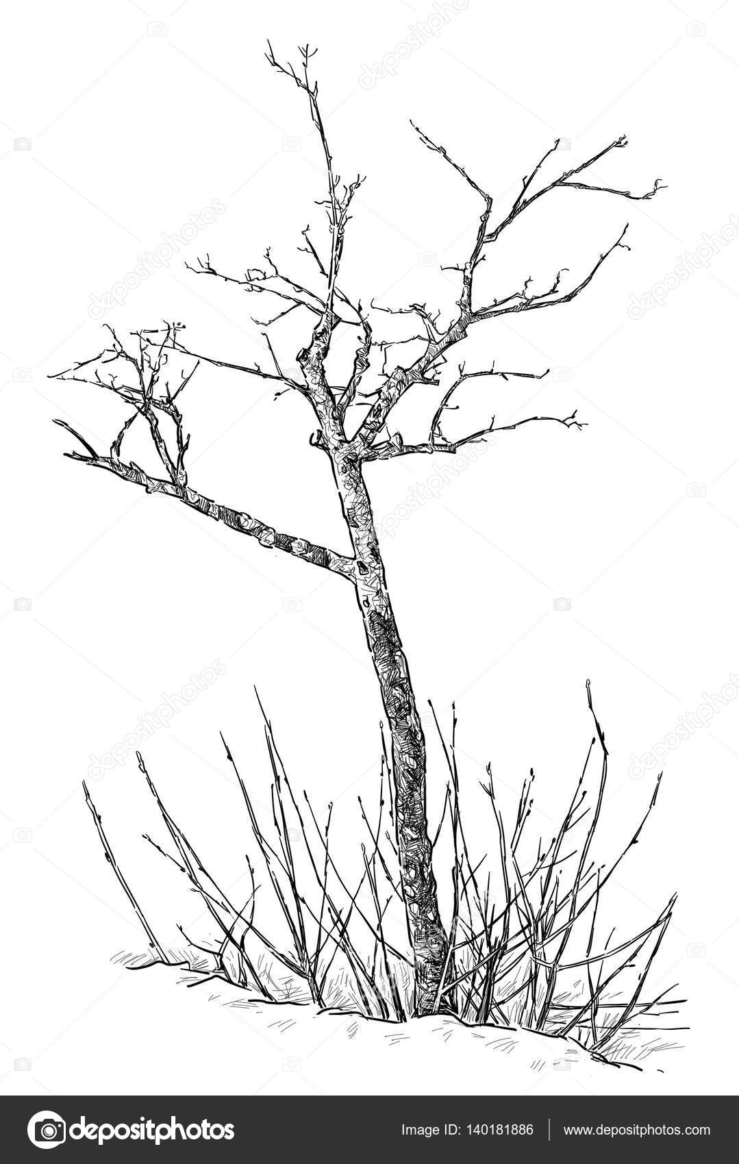 Hand Rysunek Drzewa Młode Zdjęcie Stockowe Mubaister