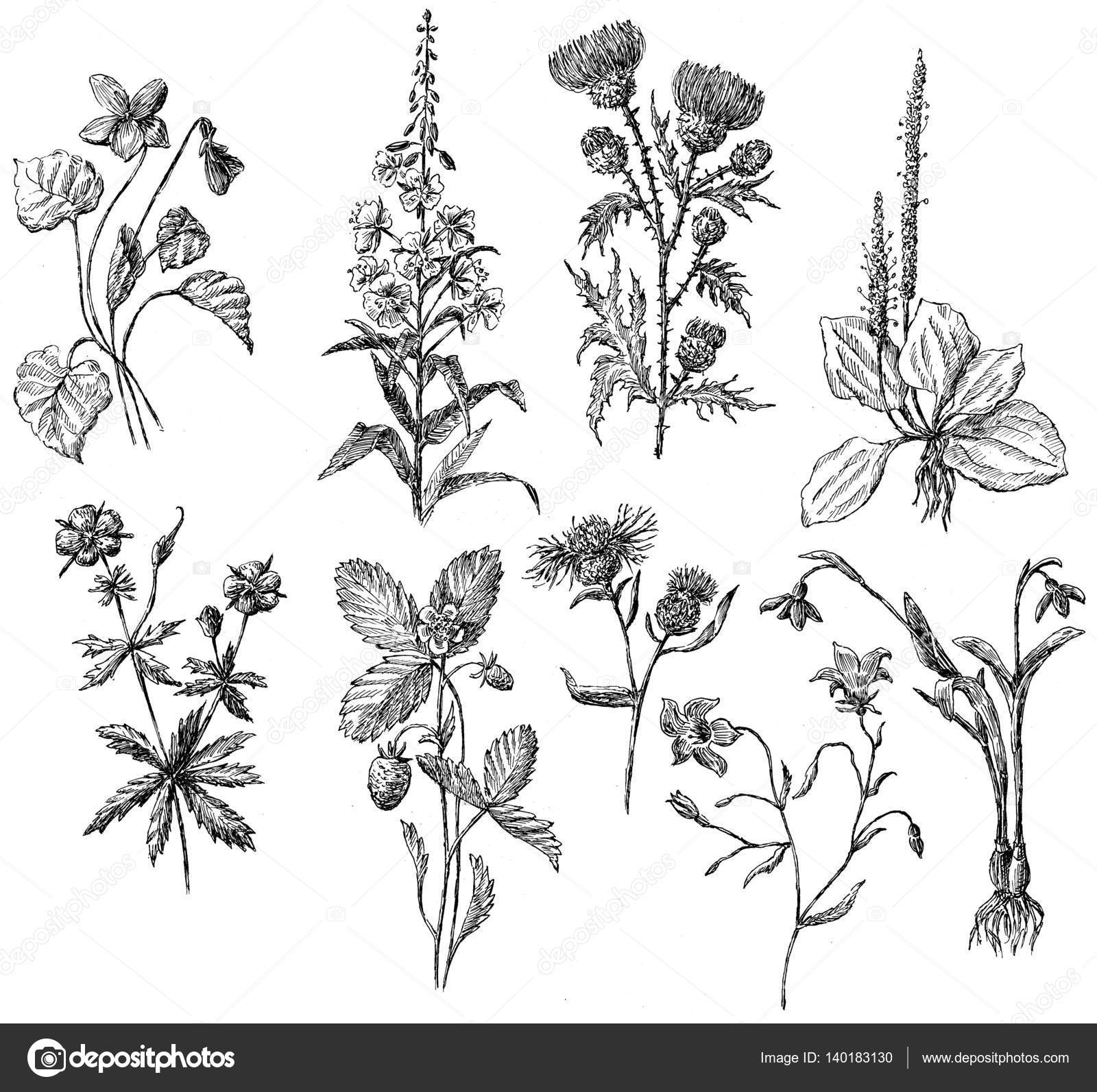 Sketches of the different wildflowers Stock Photo by ©mubaister@gmail ...